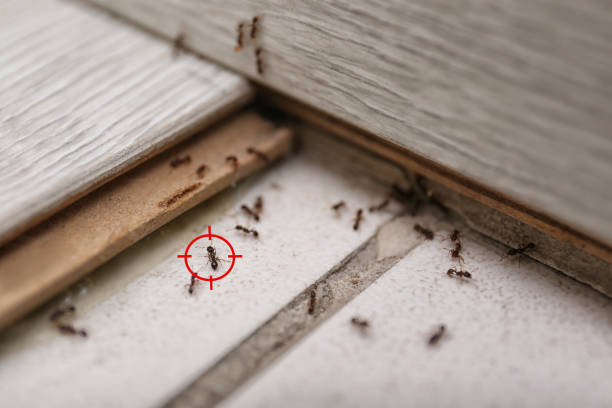 Best Commercial Pest Control Services  in Marinette, WI